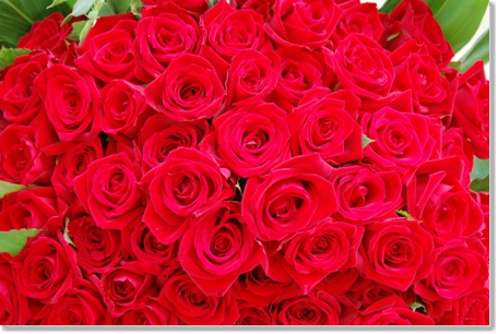 バラ100本の花束を贈る マイスタリン花の社長日記